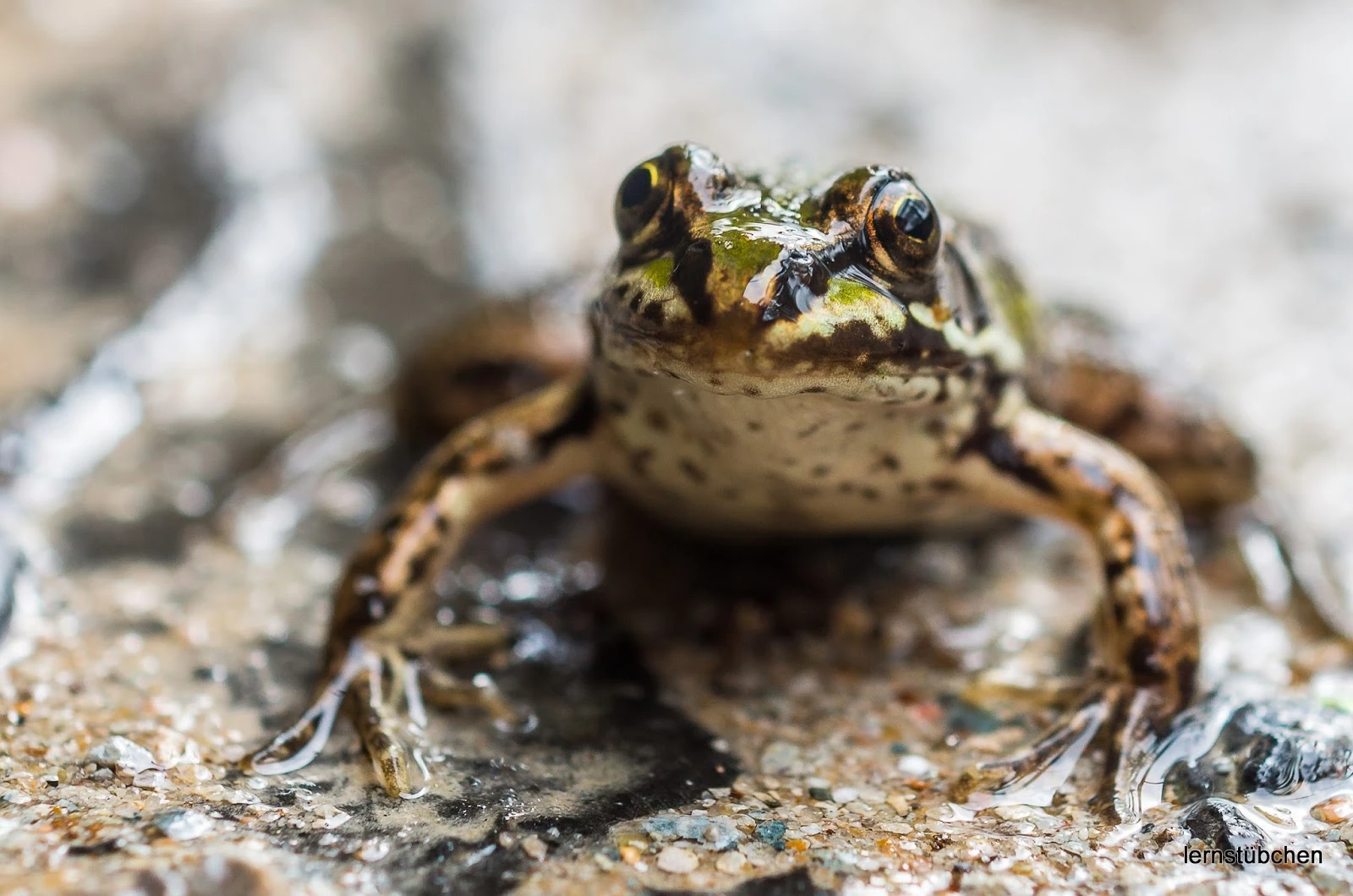 Frosch.jpeg